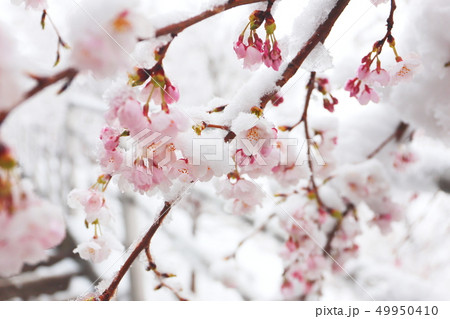 新倉山浅間公園 参道の桜に雪 新倉山浅間公園 参道の桜に雪 49950410