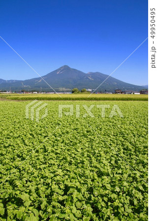 蕎麦畑と磐梯山（福島県・猪苗代町） 49950495