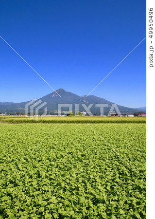 蕎麦畑と磐梯山（福島県・猪苗代町） 49950496