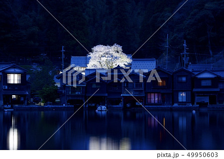 海蔵寺の桜 海蔵寺の桜 49950603