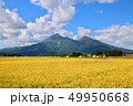 稲穂と磐梯山（福島県・猪苗代町） 49950668