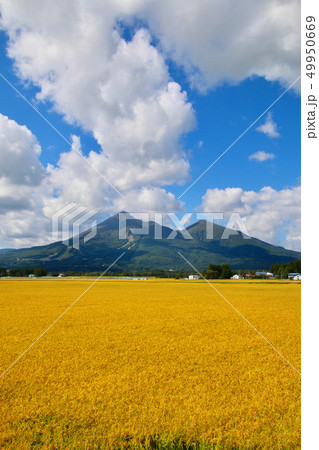 稲穂と磐梯山（福島県・猪苗代町） 49950669