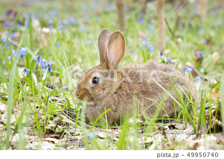 wild hare on a flowering meadow in spring.  49950740