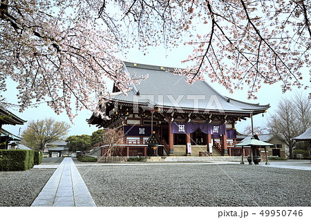 桜と池上本門寺 49950746