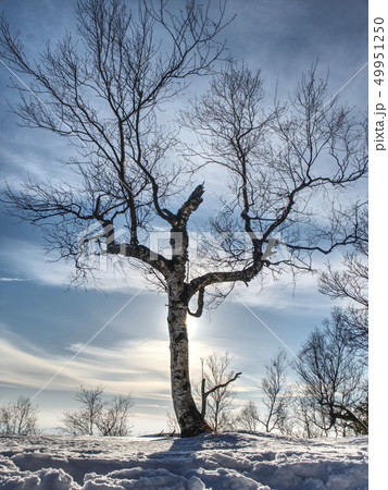 Bent alone tree in sowy winter landcape. Bent alone tree in sowy winter landcape. 49951250