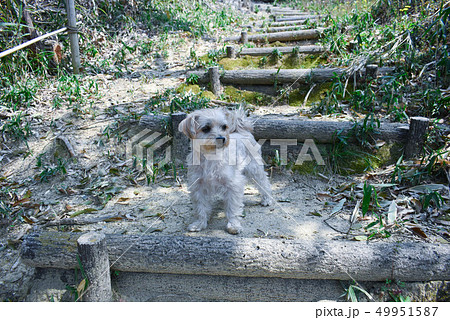 見張り役 49951587