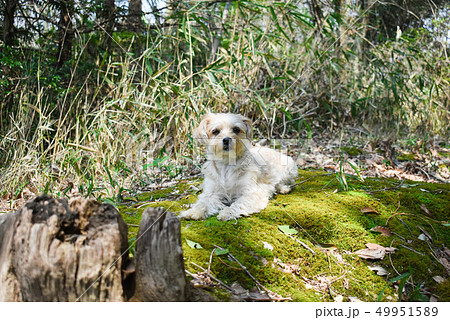 良い芝生 49951589