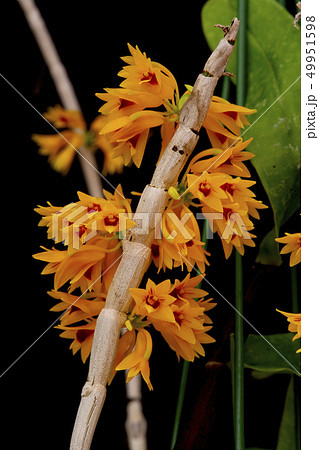 原種洋ランDendrobium tiongiiの写真 49951598