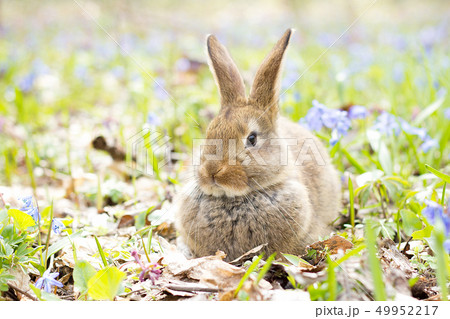 wild hare on a flowering meadow in spring. wild hare on a flowering meadow in spring. 49952217