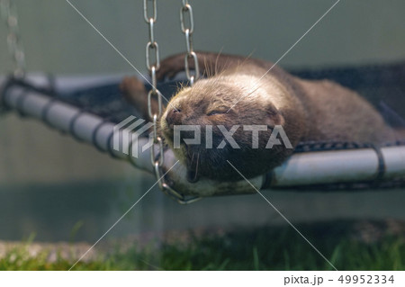 カワウソ 49952334
