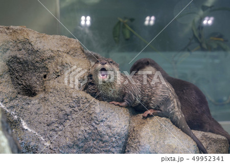 かわうそ かわうそ 49952341