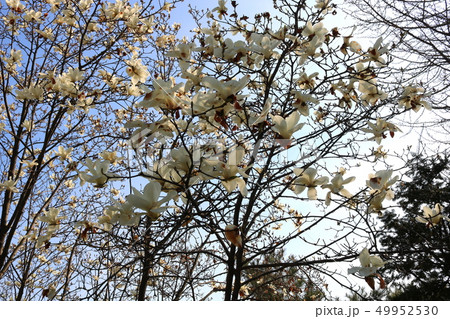 マグノリア 花 木の写真素材