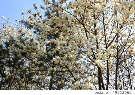 マグノリア 花 木 49952666