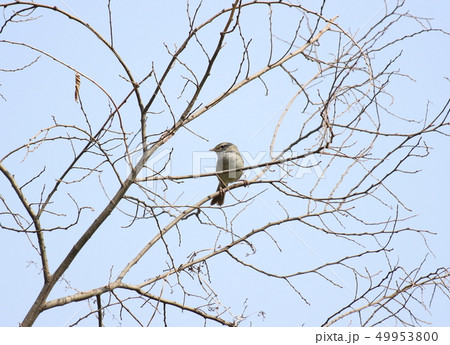 ウグイス ウグイス 49953800