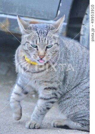 睨む猫 睨む猫 49953910