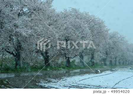 桜と雪 桜と雪 49954020