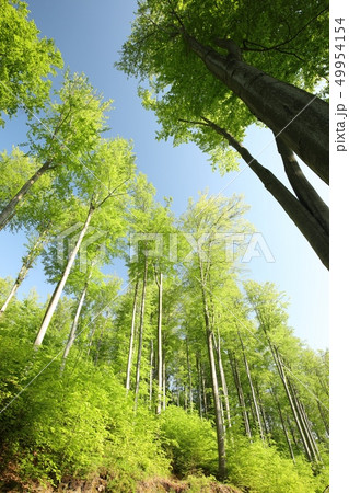 Spring beech forest in the sunshine Spring beech forest in the sunshine 49954154