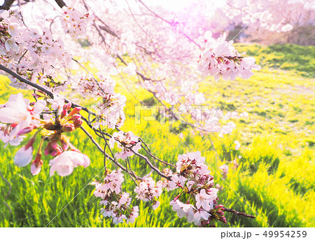 桜と緑と光のイメージ（埼玉県越谷市 元荒川） 49954259