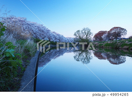 桜　リフレクション（埼玉県越谷市 元荒川） 49954265