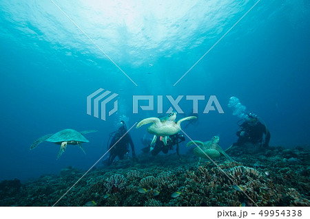 ウミガメたち ウミガメたち 49954338