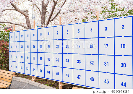 選挙　サクラ 49954384