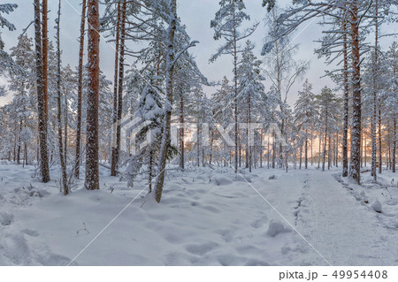 Frosty morning in raised bog. Landscape with the frozen plants. Latvia. Frosty morning in raised bog. Landscape with the frozen plants. Latvia. 49954408