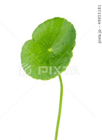 Closeup leaf of Gotu kola, Asiatic pennywort, 49955181