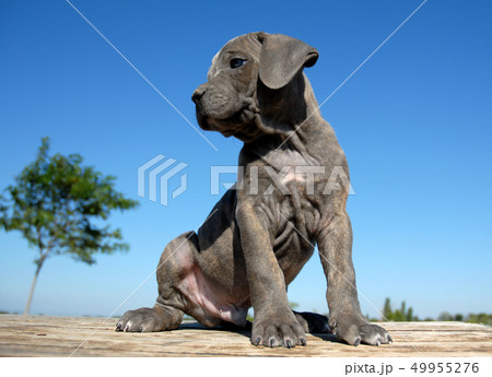 pup cane corso pup cane corso 49955276