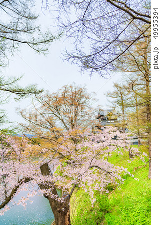 日本の春 新潟県上越市 高田城三重櫓と桜 49955394
