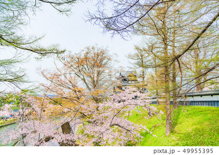 日本の春 新潟県上越市 高田城三重櫓と桜 日本の春 新潟県上越市 高田城三重櫓と桜 49955395