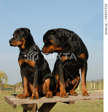 two rottweilers 49955526