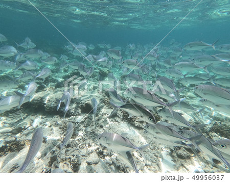 エルニドの綺麗な海 魚群2 エルニドの綺麗な海 魚群2 49956037