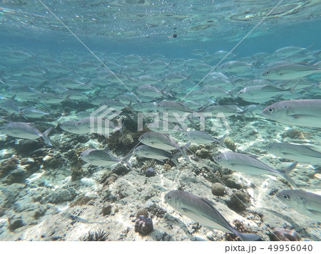 エルニドの綺麗な海　魚群1 49956040
