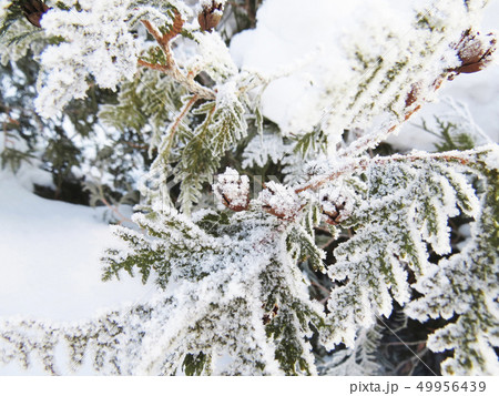 Winter landscape Winter landscape 49956439