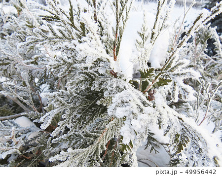Winter landscape Winter landscape 49956442