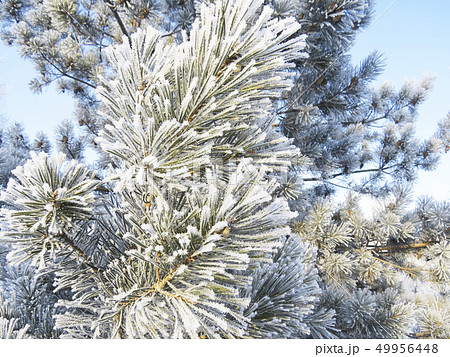 Winter landscape Winter landscape 49956448
