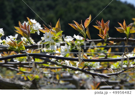 梨の花 49956482