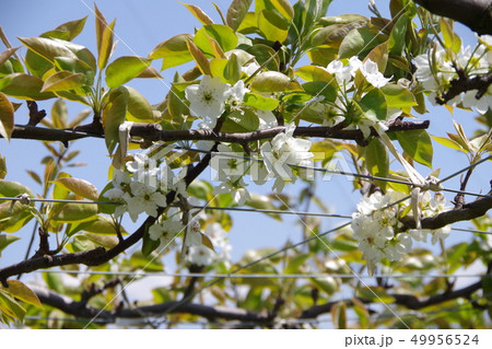 梨の花 49956524