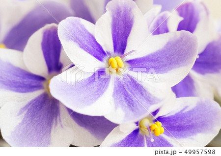 Violet flower with striped petals on white background. Violet flower with striped petals on white background. 49957598