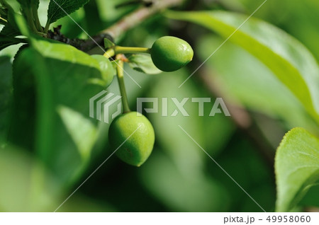 スモモの若い実 49958060