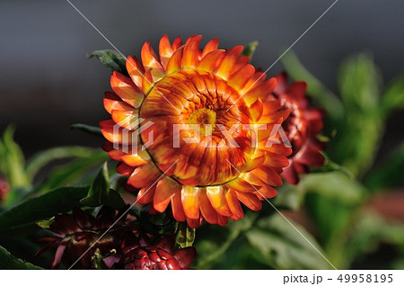 テイオウカイザイク ムギワラギク 49958195