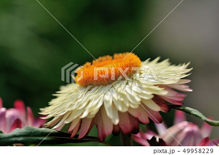 テイオウカイザイク ムギワラギク テイオウカイザイク ムギワラギク 49958229