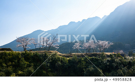春の赤木城跡 春の赤木城跡 49958828