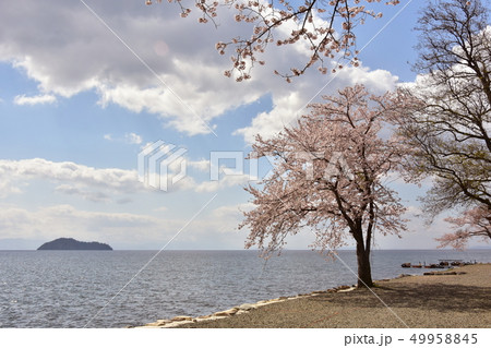 琵琶湖 二本松キャンプ場 竹生島 桜の写真素材