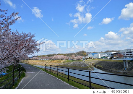 武庫川さくら回廊 武庫川さくら回廊 49959002