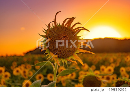 益子町 ヒマワリ畑 49959292