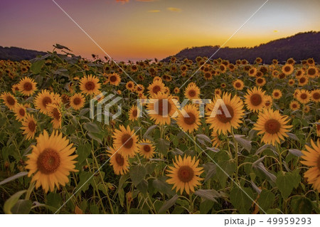 益子町 ヒマワリ畑 49959293