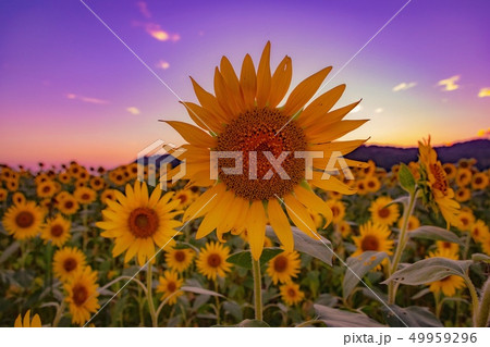 益子町 ヒマワリ畑 益子町 ヒマワリ畑 49959296