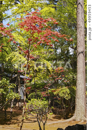 豪徳寺 豪徳寺 49959453