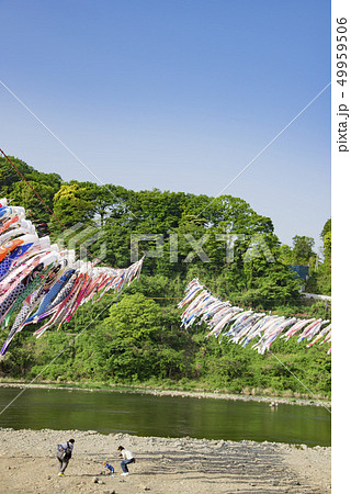 【泳げ鯉のぼり 相模川】 【泳げ鯉のぼり 相模川】 49959506